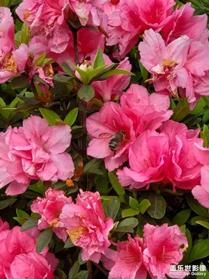 【镜头内外】+花草树木