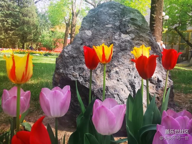 【春日影像诗】+春日的中山公园郁金香花海