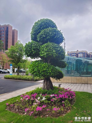 【生活的写意】树与花