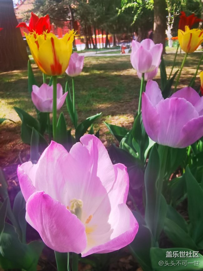 【春日影像诗】+春日的中山公园郁金香花海