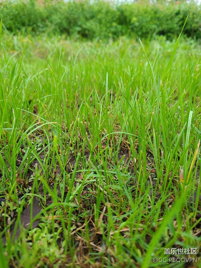 【春雨细润】雨后植物