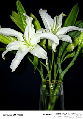 百合花开香满屋