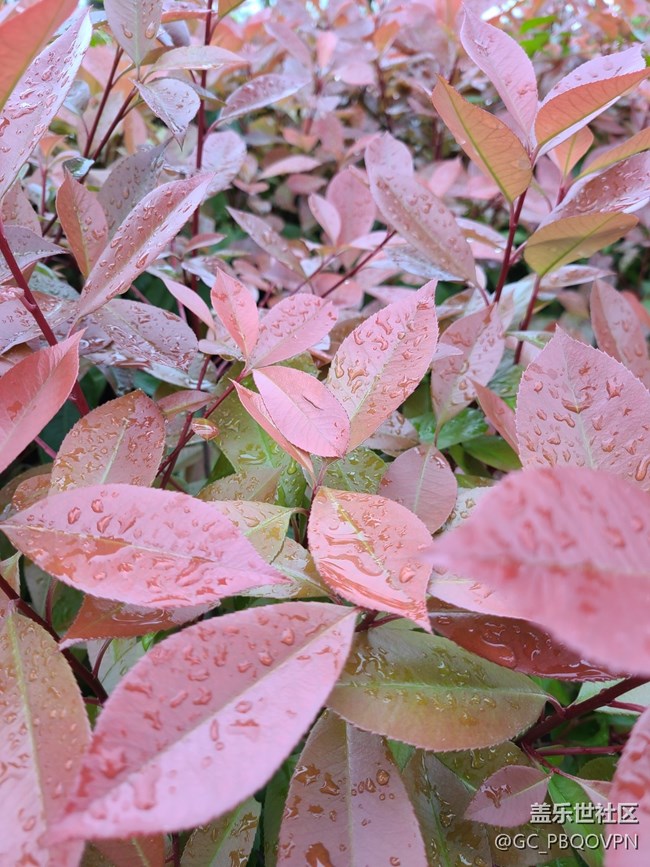 【春雨细润】雨后植物