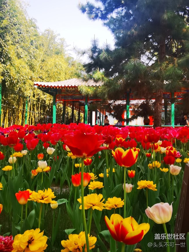 【春日影像诗】+春日的中山公园郁金香花海