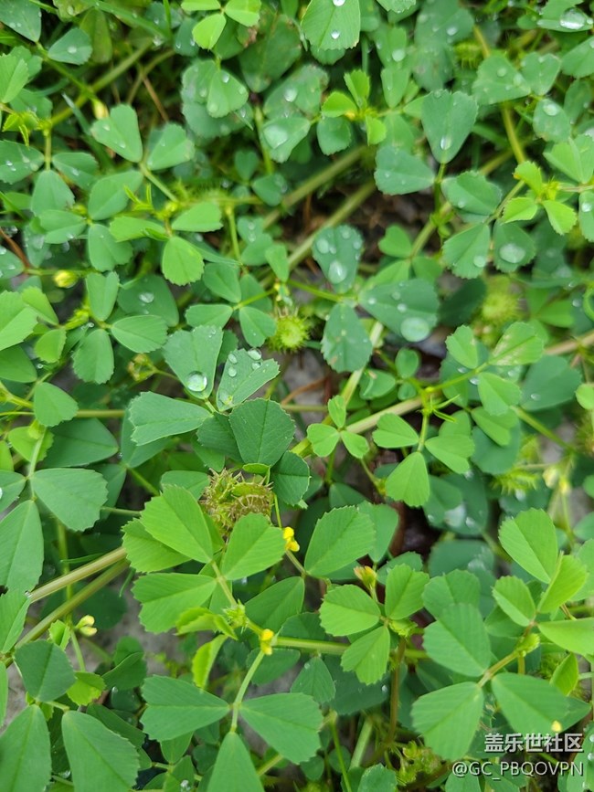 【春雨细润】雨后植物