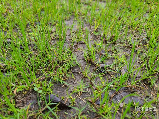 【春雨细润】雨后植物
