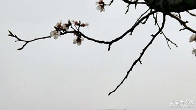 【生活的写意】+十里杏花
