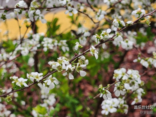 #花之语——小白花