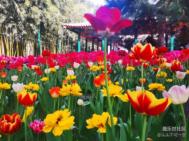 【春日影像诗】+春日的中山公园郁金香花海