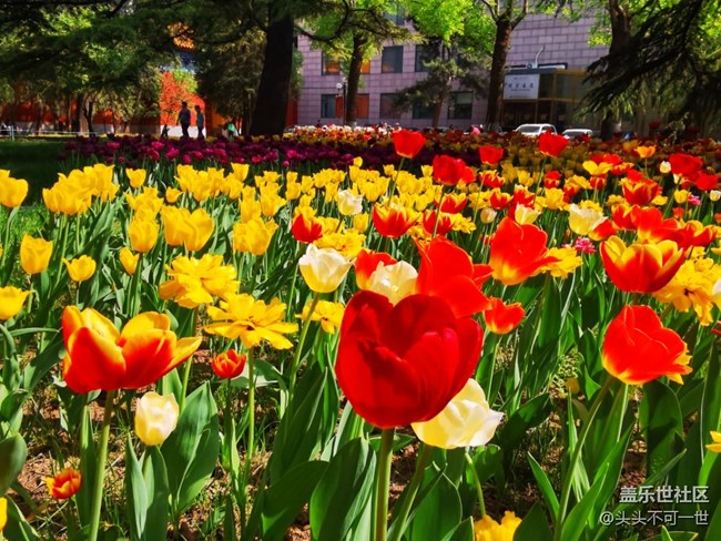 【春日影像诗】+春日的中山公园郁金香花海