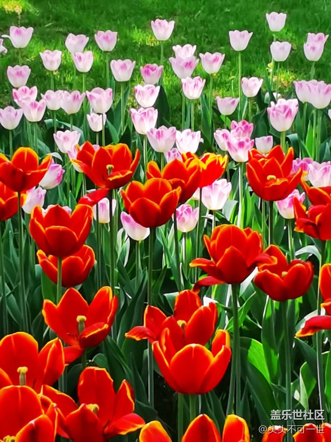 【春日影像诗】+春日的中山公园郁金香花海