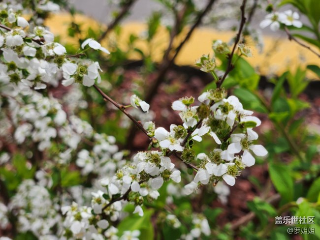 #花之语——小白花