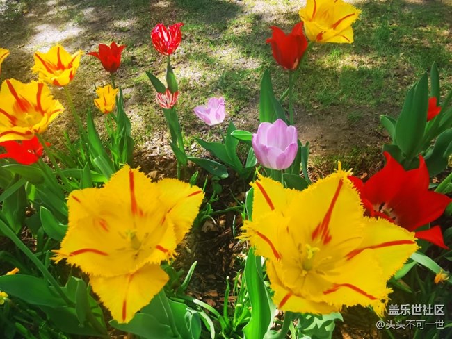 【春日影像诗】+春日的中山公园郁金香花海
