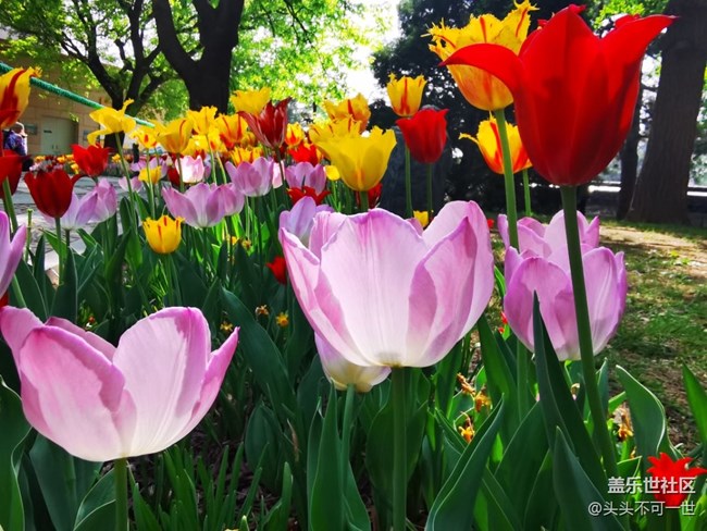 【春日影像诗】+春日的中山公园郁金香花海
