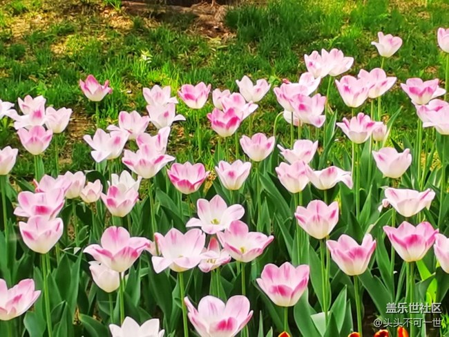 【春日影像诗】+春日的中山公园郁金香花海