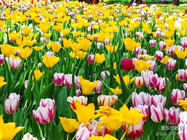 【春日影像诗】+春日的中山公园郁金香花海