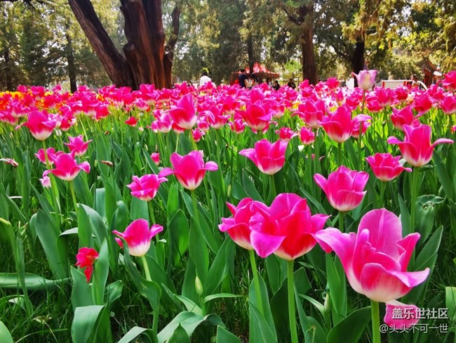 【春日影像诗】+春日的中山公园郁金香花海
