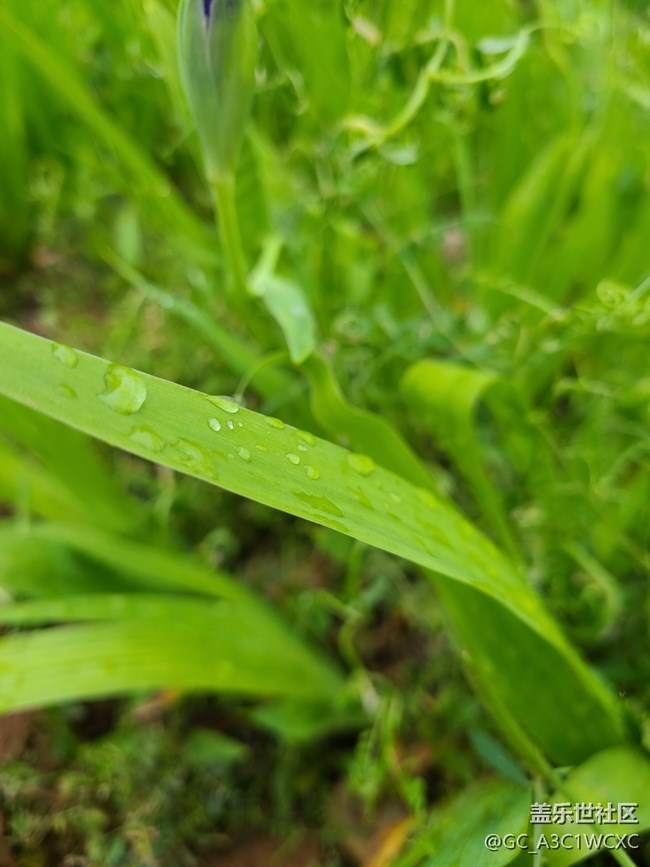 【春雨细润】雨中拍花
