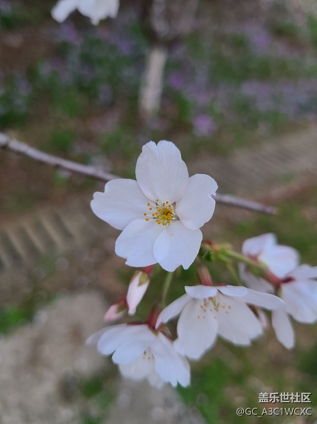 【共赴花期】赏花