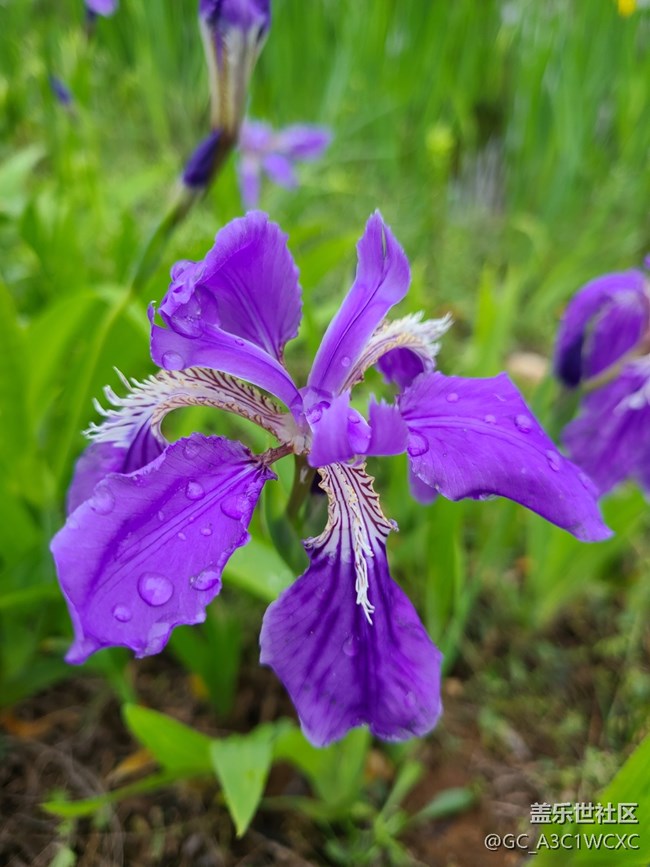 【春雨细润】雨中拍花