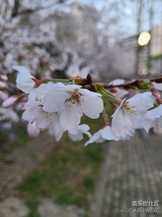 【共赴花期】赏花