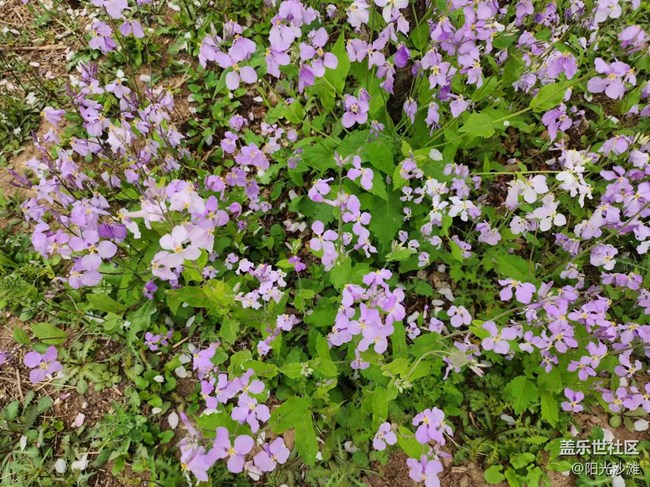 【春日影像诗】花儿朵朵迎春到