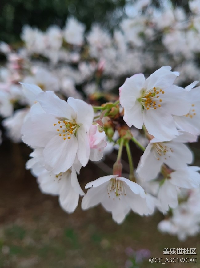 【共赴花期】赏花