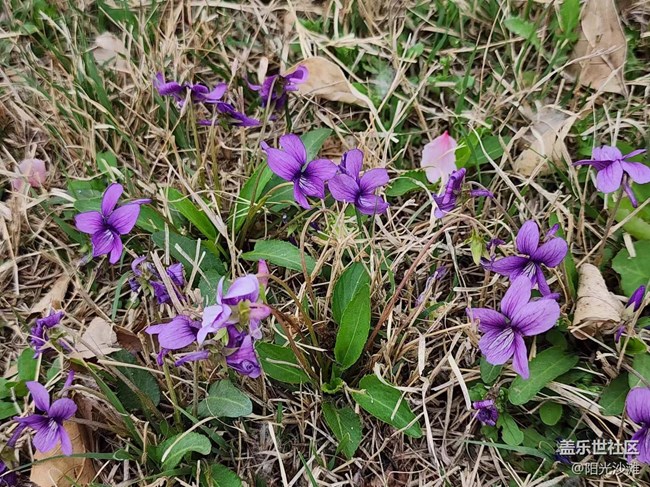 【春日影像诗】花儿朵朵迎春到
