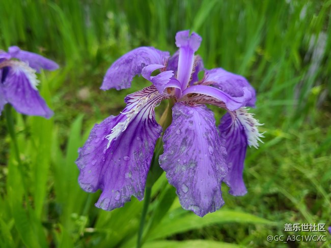【春雨细润】雨中拍花