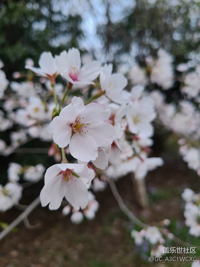 【共赴花期】赏花