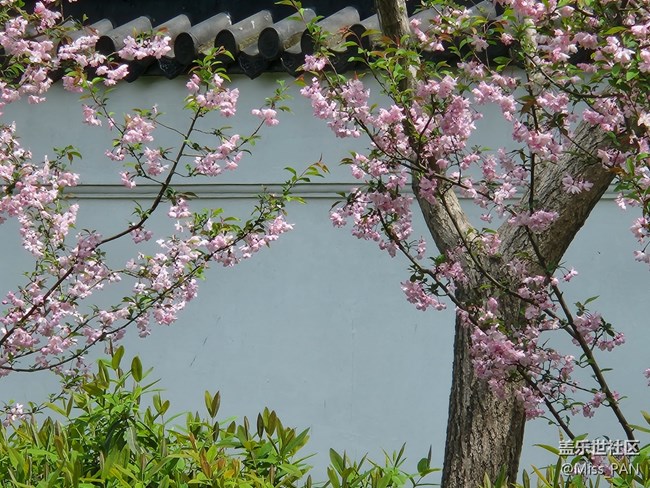 #花之语——花落知多少