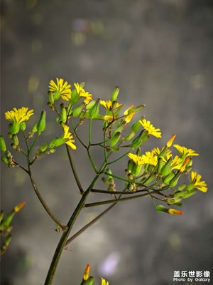 【生活的写意】+随拍点滴