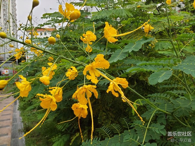 【共赴花期】四月鲜花