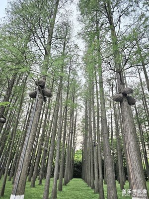 【生活的写意】+ 丛林美景