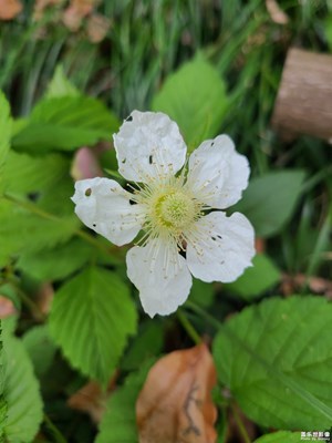 【生活的写意】赏春花