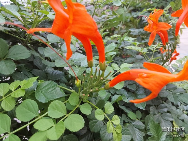 【共赴花期】四月鲜花
