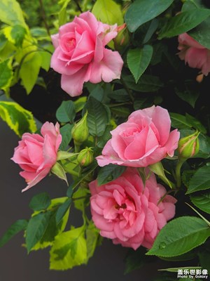 【生活的写意】+ 月季花来正当时