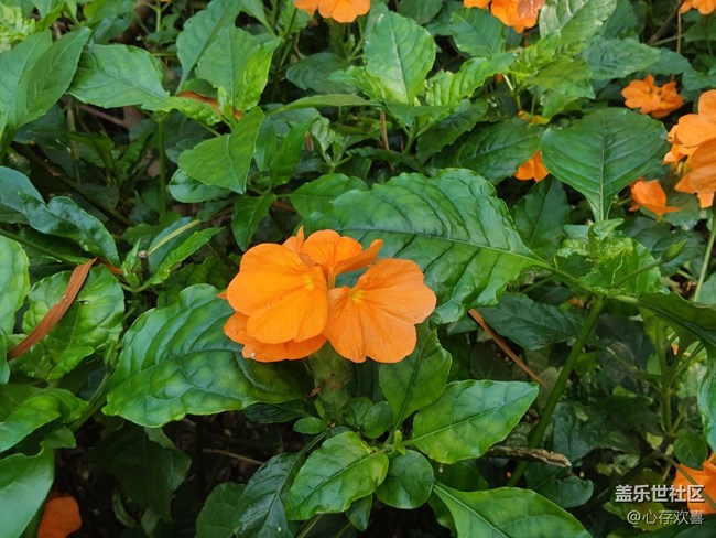 【共赴花期】四月鲜花