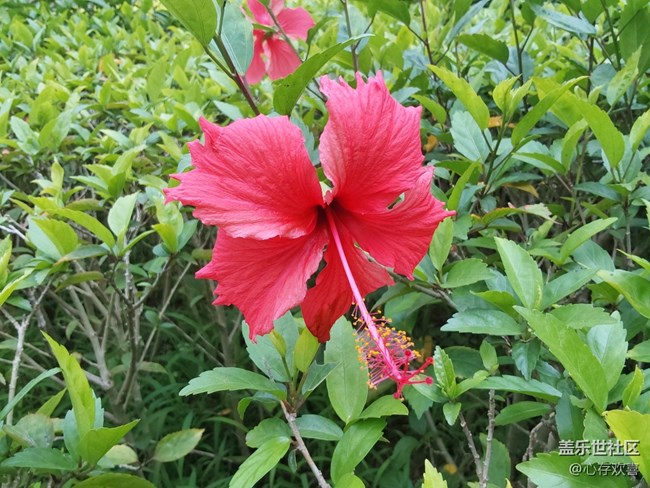 【共赴花期】四月鲜花