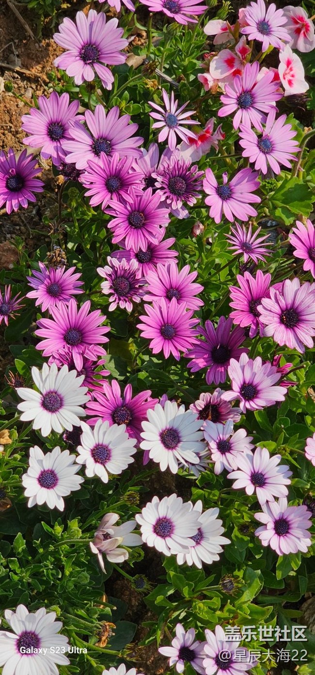 #花之语——非洲菊