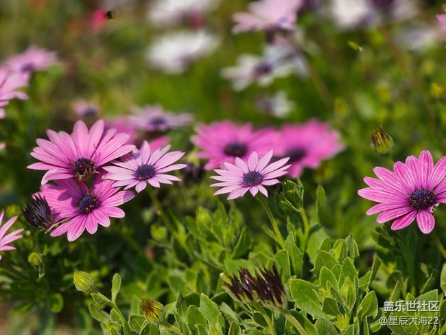 #花之语——非洲菊