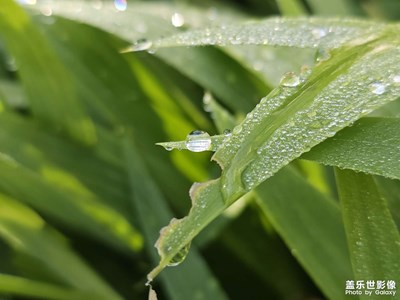 【生活的写意】+ 花花草草