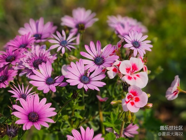 #花之语——非洲菊