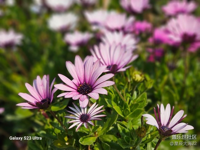 #花之语——非洲菊