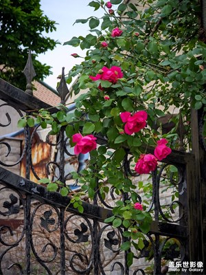 【生活的写意】 春花