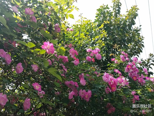 【春风有信】蔷薇花