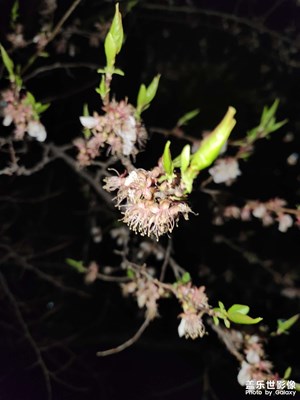【三星手机的夜景】花谢花开