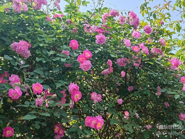 【春风有信】蔷薇花