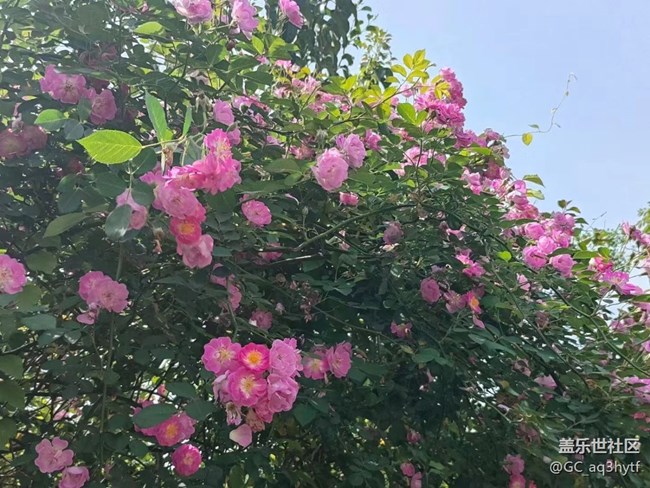 【春风有信】蔷薇花
