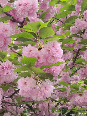 【生活的写意】共赴花期